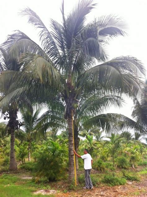 Green Malayan Palm Cocos Nucifera Palmco Wholesale Palms Florida