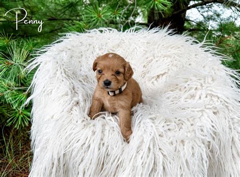 Cavapoos And Australian Cavoodles For Sale Doodles Of Oz