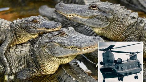 Orgy Of 3 000 Crocodiles Whipped Into Mass Sex Frenzy By Sound Of Helicopters Flying Overhead