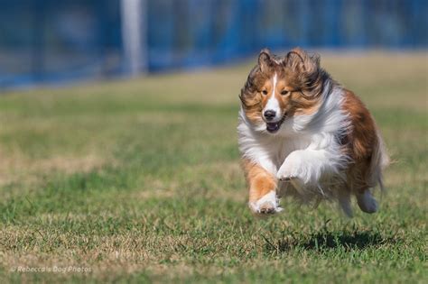 Fast CAT - Your First Test - Beyond The Q Dog Sports