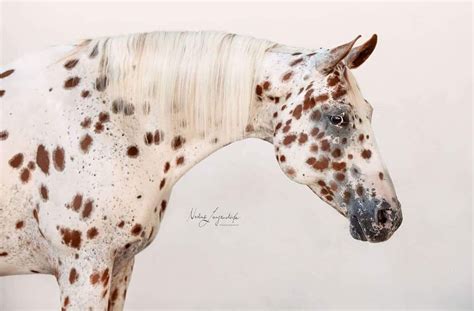 Bay Leopard Appaloosa Warmblood Horses, Appaloosa Horses, Horse Crazy ...