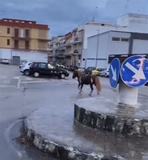 Manfredonia Cavallo A Spasso Per La Citt Ilsipontino Net