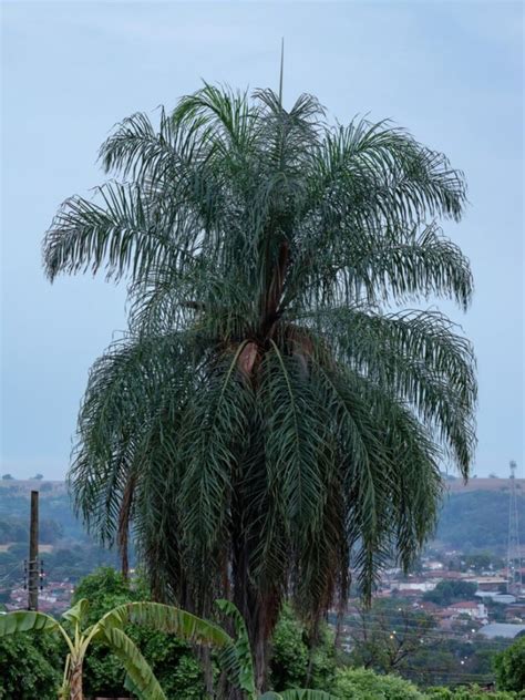 Macaw Palm Care - Learn About Growing A Macaw Palm