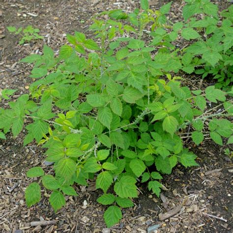 Rubus Biflorus Plant Care & How to Grow, Water