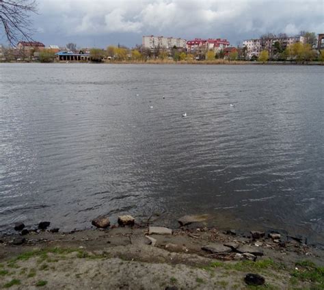 some birds are swimming in the water on a cloudy day with buildings in ...