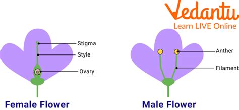 Flowering Plants Learn Definition Parts And Examples