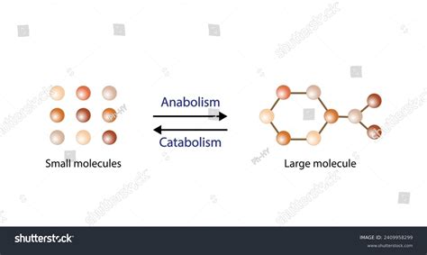 Anabolism Catabolism Anabolism Process Building Complex Stock Vector