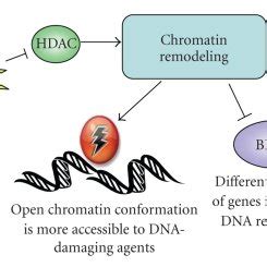 Hdac Inhibition Induces Dna Damage And Disrupts Dna Repair Inhibiting