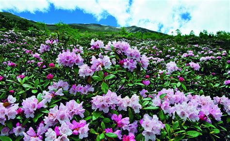 云南香格里拉漫山的杜鹃花铺满整个山林和草原，染红了青山绿水杜鹃花青山绿水山林新浪新闻