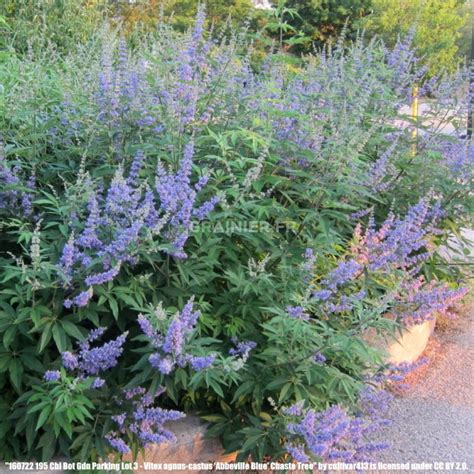 Graines Seeds Poivre Des Moines Vitex Agnus Castus