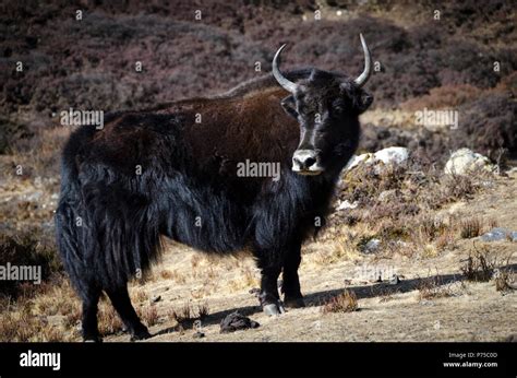 Nepal Yak Animal Hi Res Stock Photography And Images Alamy