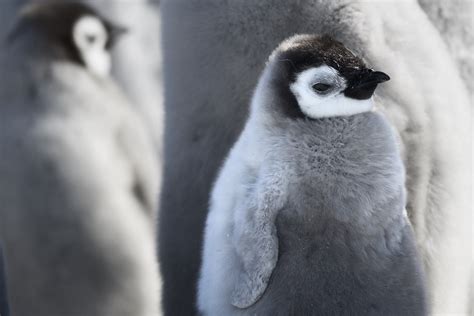 “hay Proyecciones De Especies De Pingüinos Que No Llegarán Al 2050” Entrevista