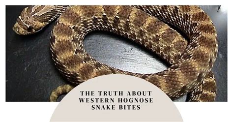 Do Western Hognose Snakes Bite