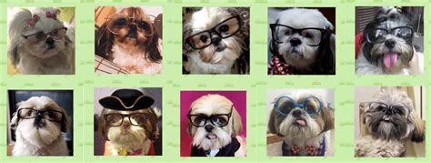 Contact Us Southern Shih Tzu Rescue