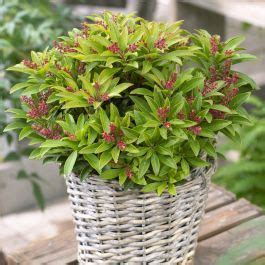 Buy Pieris Japonica Cupido Cm Pot Affordable Gardens You Co Uk