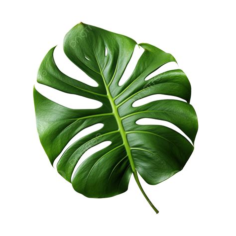 Archivo Png De Hoja De Monstera PNG Dibujos Hoja Transparente