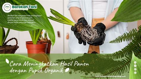 Cara Meningkatkan Hasil Panen Dengan Pupuk Organik Barokah Tani