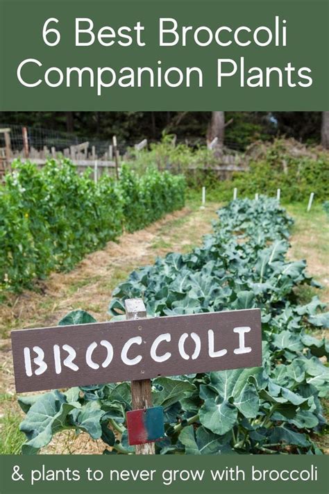 Companion Planting Broccoli Best Companion Plants For Broccoli Artofit