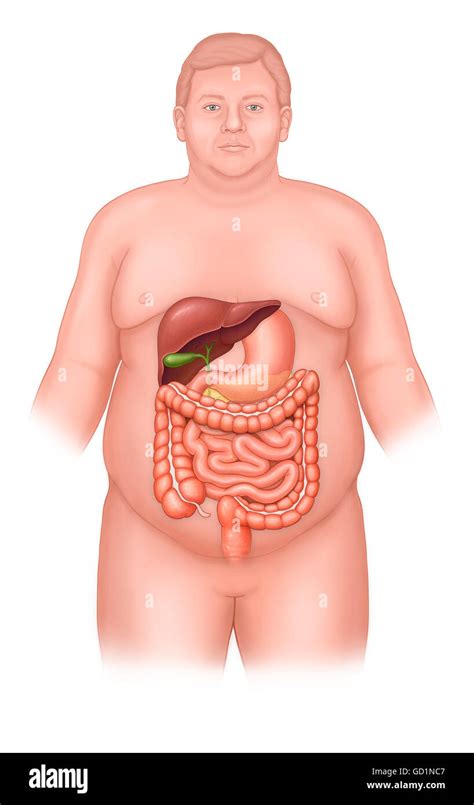 L homme avec l anatomie abdominale normale l estomac foie pancréas