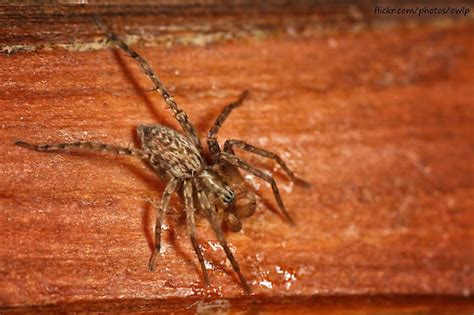 Ghost Spider Anyphaenidae Bugguidenet