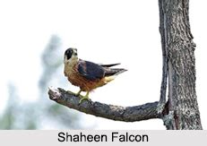 Indian Falcons