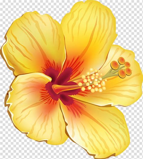 Yellow Hibiscus Drawing