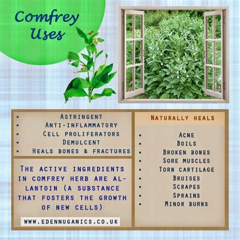 Eden Nuganics The Healing Benefits Of Comfrey Comfrey Healing Herbs