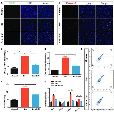 Gm Reduced Neomycin Induced Apoptosis In Hei Oc Cells A