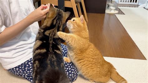 出しゃばる弟猫とママの手も食べちゃう兄猫のおやつタイム Youtube