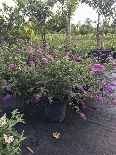 Buddleia, Butterfly Bush | PlantVine