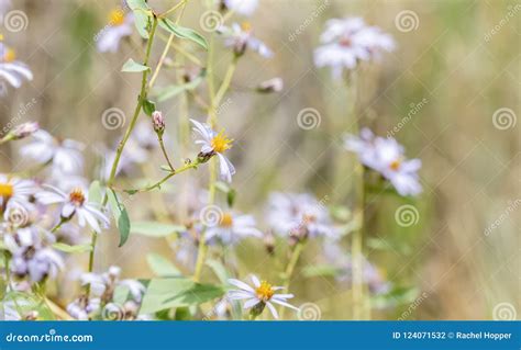 Alpine Wildflowers in an Alpine Meadow in Colorado Stock Photo - Image ...