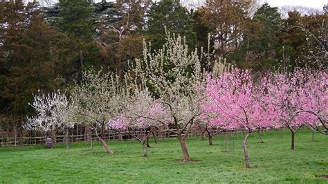 Four Gardens At Mount Vernon · George Washingtons Mount Vernon