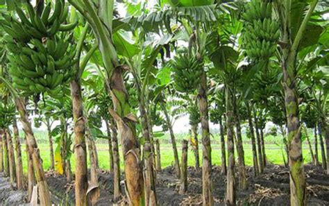 Kebun Pisang