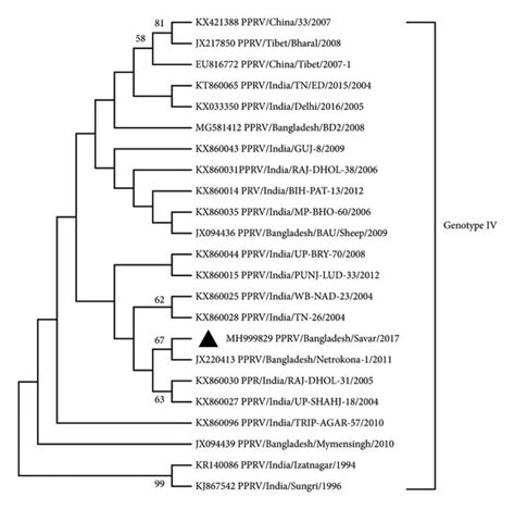 Evolutionary Relationships Of The Partial Fusion Gene Sequence Bp