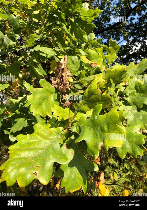 English Oak Quercus Robur Plantae Stock Photo Alamy