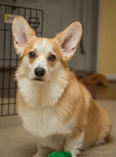 Corgi Vacuum 