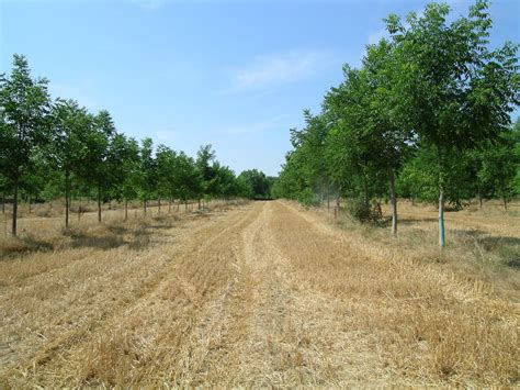 Artikel Agroforstwirtschaft Den Wald Aufs Feld Holen Lebensraum