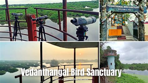 Vedanthangal Bird Sanctuary Ticket Price, Timings (2024)