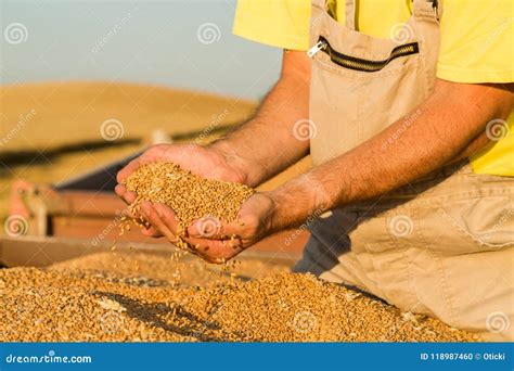 Farmer Inspecting Freshly Harvested Wheat Grains Stock Photo Image Of