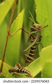 12,195 Grasshopper Eating Images, Stock Photos & Vectors | Shutterstock