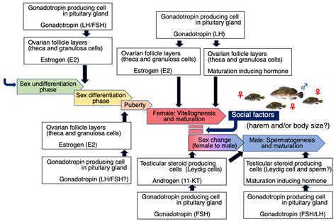 Cells Free Full Text Endocrine Regulation Of Maturation And Sex