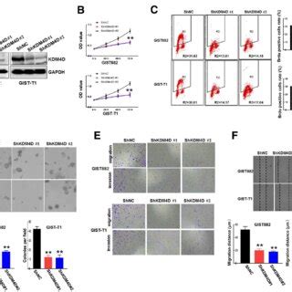 KDM4D Silencing Reduces GIST Cell Proliferation Migration And