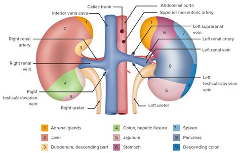 Riñones Anatomía Concise Medical Knowledge