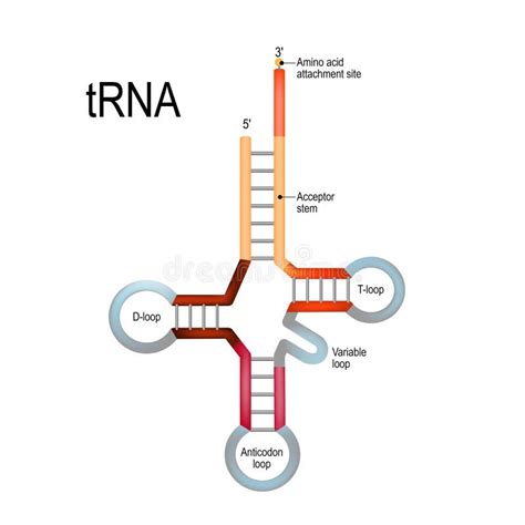 Transfer RNA TRNA Stock Vector Illustration Of Anticodon 108126017