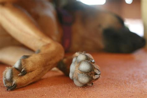 Por Qu Las Almohadillas De Las Patas De Los Perros Se Vuelven Rosas