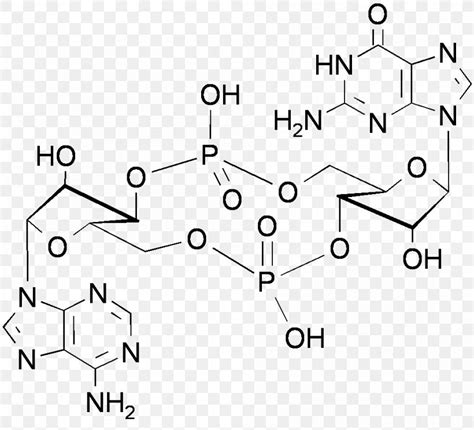 Cyclic Adenosine Monophosphate Cyclic Guanosine Monophosphate, PNG ...