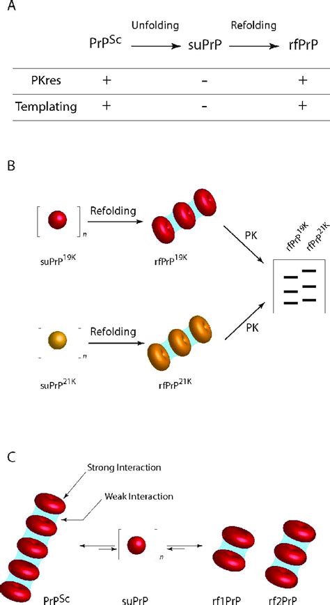 The Role Of Suprp In The Dynamics Of Prp Sc Assemblies A Evolution