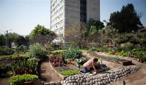 Huertos Urbanos En La Ciudad De M Xico Arquine