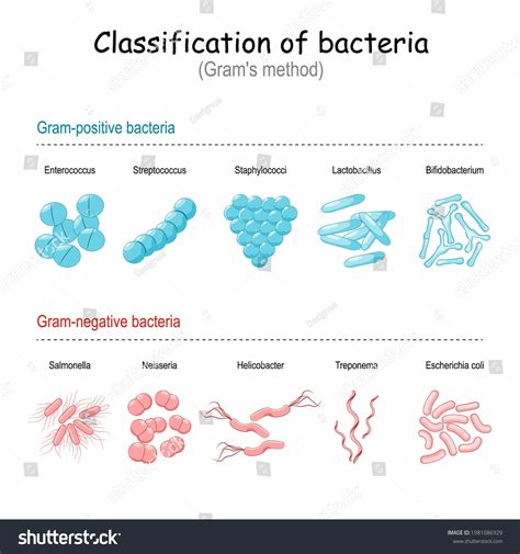 288 Bacteria Classification Stock Vectors, Images & Vector Art ...