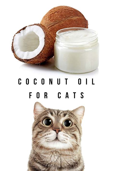 Coconut Oil For Cats: Is It Good For Them, And Is It Safe?